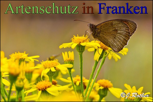 Copyright AiS-Johannes Rother Bild zum Eintrag (48539-160)