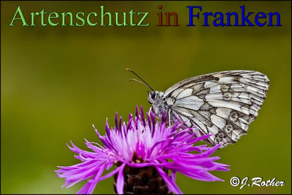 Bild zum Eintrag (48540-160)