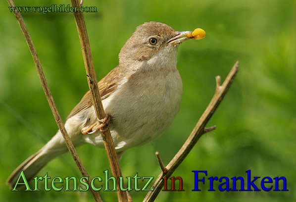 Copyright AiS - Werner Oppermann - www.vogelbilder.com Bild zum Eintrag (48548-160)