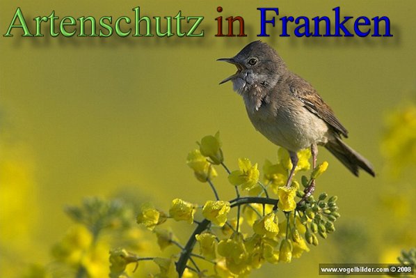 Copyright AiS - Werner Oppermann - www.vogelbilder.com Bild zum Eintrag (48549-160)