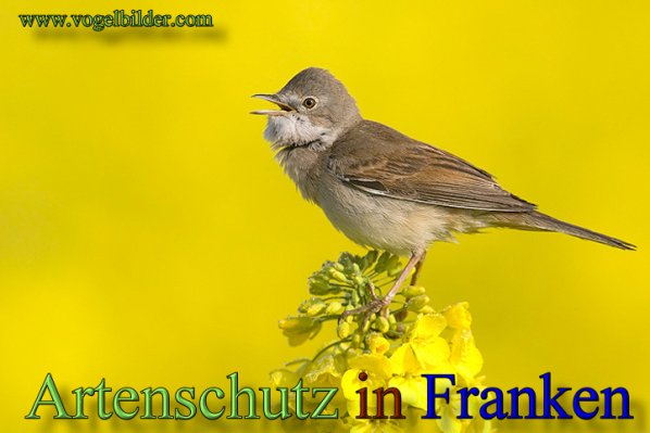 Copyright AiS - Werner Oppermann - www.vogelbilder.com Bild zum Eintrag (48550-160)