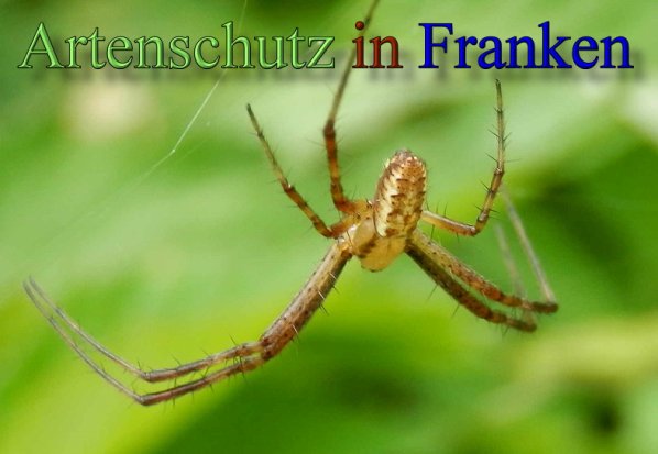 Copyright AiS- Albert Meier Bild zum Eintrag (48555-160)