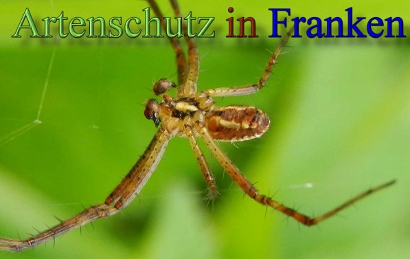 Copyright AiS- Albert Meier Bild zum Eintrag (48556-160)