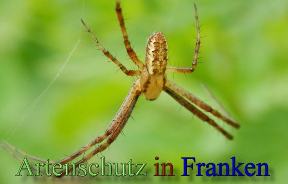 Copyright AiS- Albert Meier Bild zum Eintrag (48557-160)