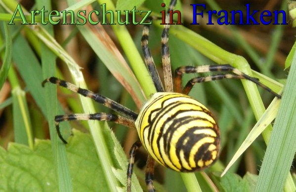 Copyright AiS- Albert Meier Bild zum Eintrag (48559-160)