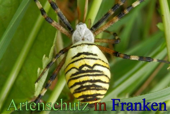 Copyright AiS- Albert Meier Bild zum Eintrag (48560-160)