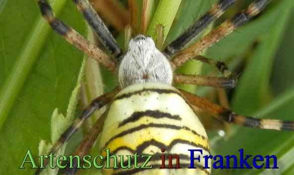 Copyright AiS- Albert Meier Bild zum Eintrag (48561-160)