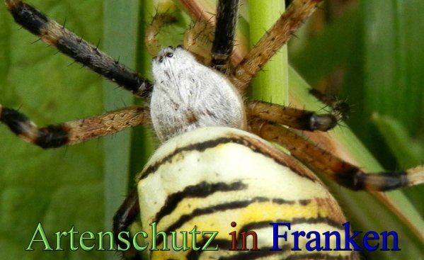 Copyright AiS- Albert Meier Bild zum Eintrag (48562-160)