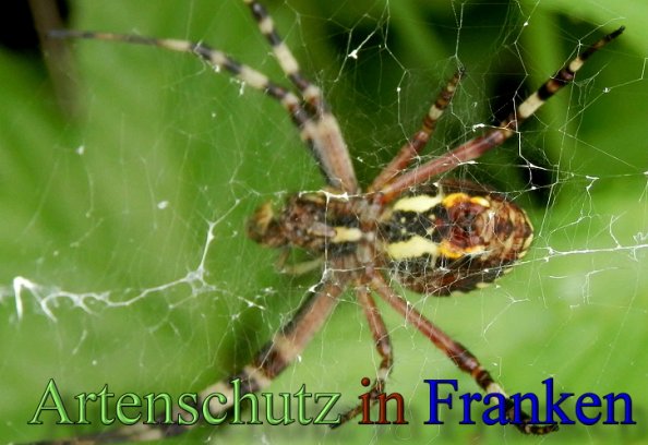 Copyright AiS- Albert Meier Bild zum Eintrag (48563-160)