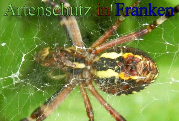Copyright AiS- Albert Meier Bild zum Eintrag (48564-160)