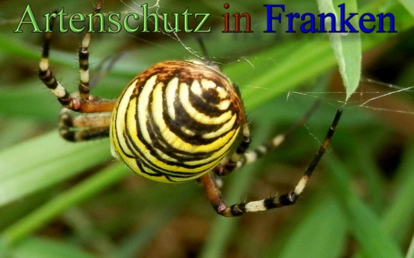 Copyright AiS- Albert Meier Bild zum Eintrag (48565-160)