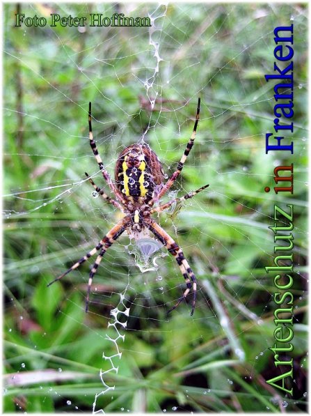 Copyright AiS - Peter Hoffmann Bild zum Eintrag (48567-160)