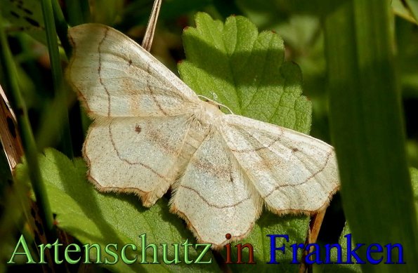 Copyright AiS- Albert Meier Bild zum Eintrag (48651-160)