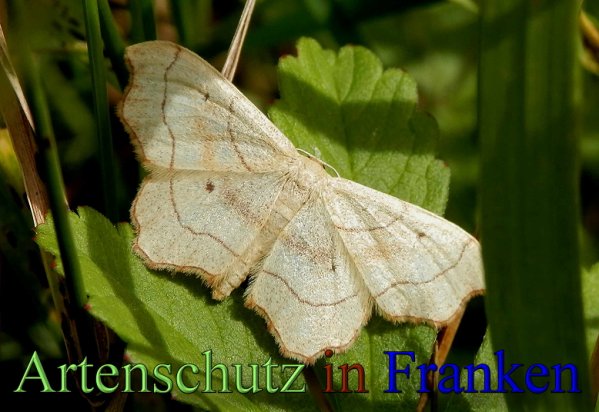 Copyright AiS- Albert Meier Bild zum Eintrag (48652-160)