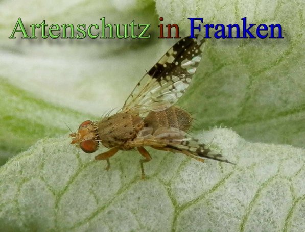 Copyright AiS- Albert Meier Bild zum Eintrag (48688-160)