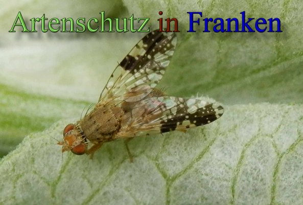 Copyright AiS- Albert Meier Bild zum Eintrag (48689-160)