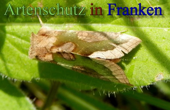 Copyright AiS- Albert Meier Bild zum Eintrag (48698-160)