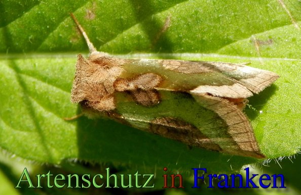 Copyright AiS- Albert Meier Bild zum Eintrag (48699-160)
