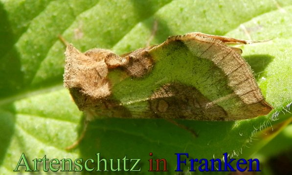 Copyright AiS- Albert Meier Bild zum Eintrag (48700-160)