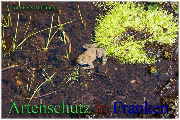 Copyright AiS - Peter Hoffmann Bild zum Eintrag (48715-160)