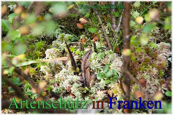 Copyright AiS - Peter Hoffmann Bild zum Eintrag (48727-160)