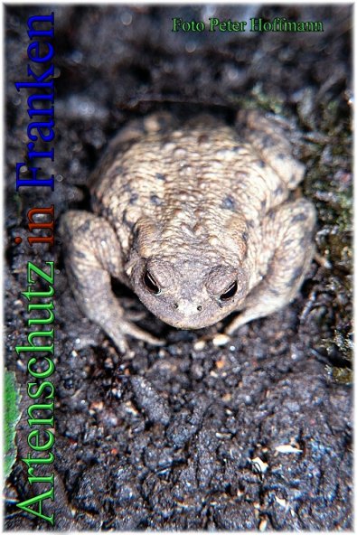 Copyright AiS - Peter Hoffmann Bild zum Eintrag (48731-160)
