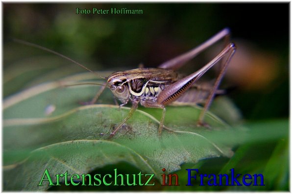 Copyright AiS - Peter Hoffmann Bild zum Eintrag (48734-160)