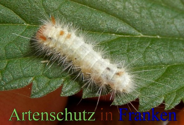 Bild zum Eintrag (48770-160)