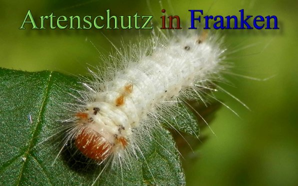 Bild zum Eintrag (48771-160)