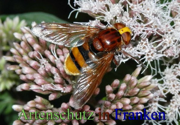 Copyright AiS- Albert Meier Bild zum Eintrag (48775-160)