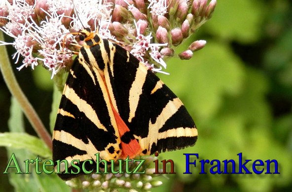 Copyright AiS- Albert Meier Bild zum Eintrag (48881-160)
