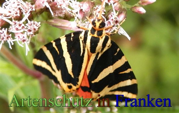Copyright AiS- Albert Meier Bild zum Eintrag (48882-160)