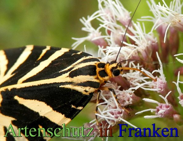 Copyright AiS- Albert Meier Bild zum Eintrag (48885-160)