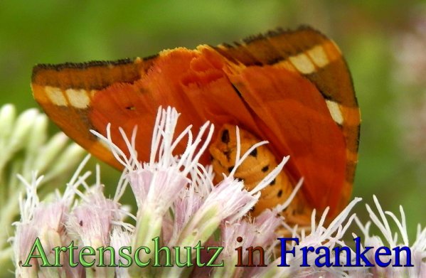 Copyright AiS- Albert Meier Bild zum Eintrag (48886-160)