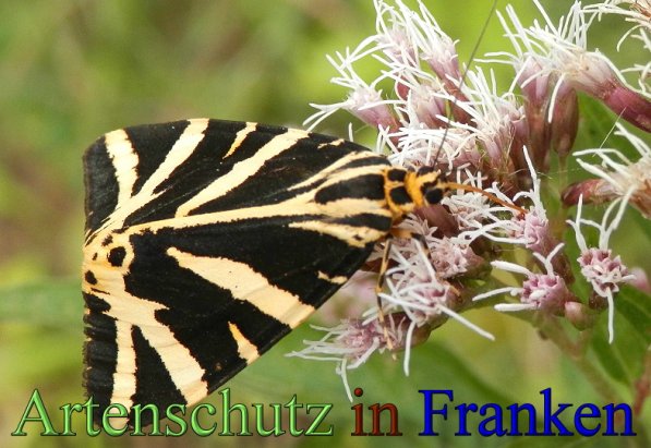 Copyright AiS- Albert Meier Bild zum Eintrag (48888-160)