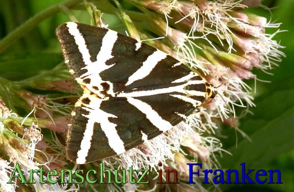Copyright AiS- Albert Meier Bild zum Eintrag (48892-160)