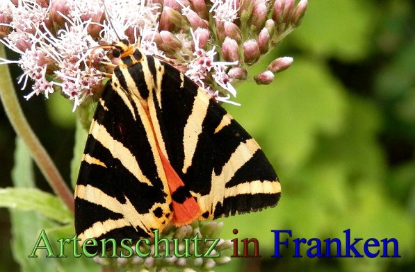 Copyright AiS- Albert Meier Bild zum Eintrag (48893-160)