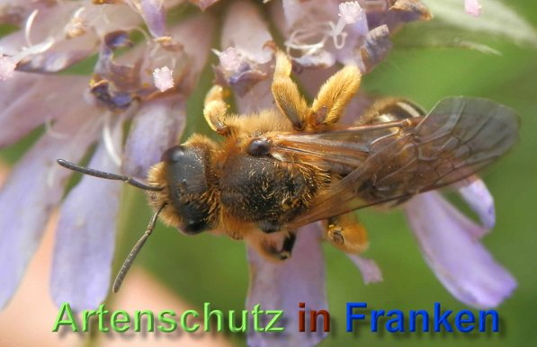 Copyright AiS- Albert Meier Bild zum Eintrag (48902-160)