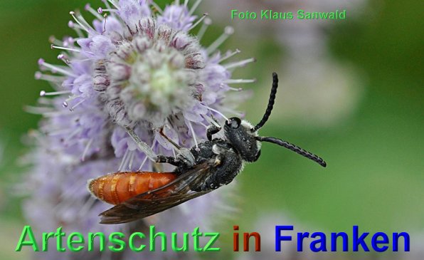 Copyright AiS-Klaus Sanwald Bild zum Eintrag (48919-160)