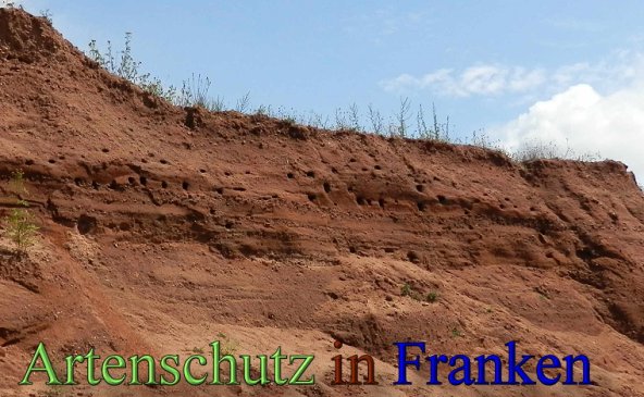 Copyright AiS- Albert Meier Bild zum Eintrag (48940-160)