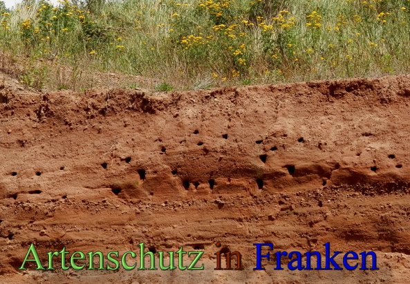Copyright AiS- Albert Meier Bild zum Eintrag (48946-160)