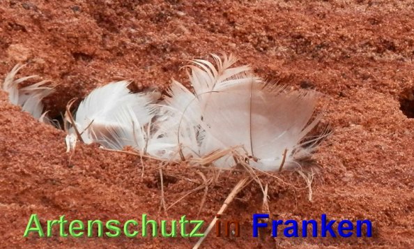 Copyright AiS- Albert Meier Bild zum Eintrag (48949-160)