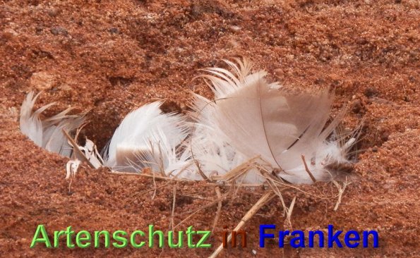 Copyright AiS- Albert Meier Bild zum Eintrag (48950-160)