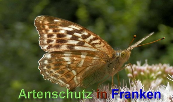 Copyright AiS- Albert Meier Bild zum Eintrag (48957-160)