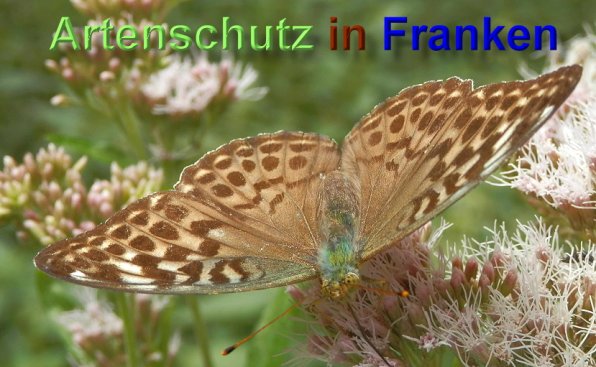 Copyright AiS- Albert Meier Bild zum Eintrag (48958-160)