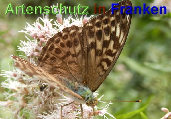 Copyright AiS- Albert Meier Bild zum Eintrag (48959-160)