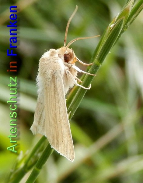 Copyright AiS- Albert Meier Bild zum Eintrag (48962-160)