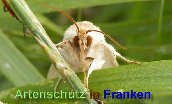 Copyright AiS- Albert Meier Bild zum Eintrag (48963-160)