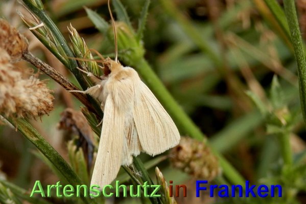 Copyright AiS- Albert Meier Bild zum Eintrag (48964-160)