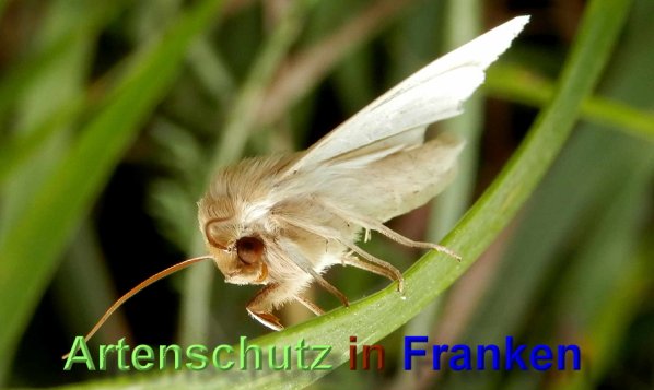 Bild zum Eintrag (48966-160)